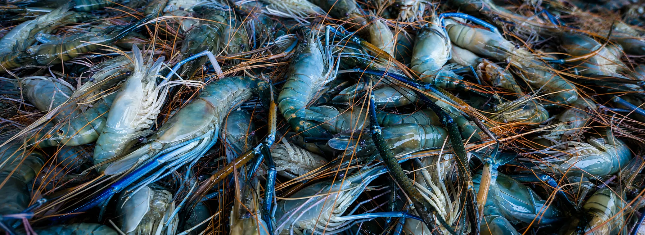 Discover the Beauty of Aquatic Life